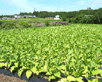 hatabako