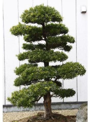 イヌマキの木 イヌマキの木
